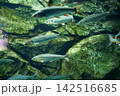 9675　ウグイ 142516685
