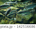 9676　ウグイ 142516686