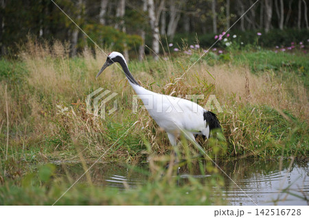 秋の水辺で餌を探すタンチョウ 北海道標茶町 秋の水辺で餌を探すタンチョウ 北海道標茶町 142516728