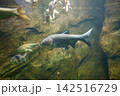 9677　ハクレン 142516729