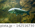 9678　ハクレン 142516730