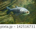 9679　ハクレン 142516731