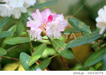可愛い シャクナゲの花 ヨコハマ 可愛い シャクナゲの花 ヨコハマ 142516774