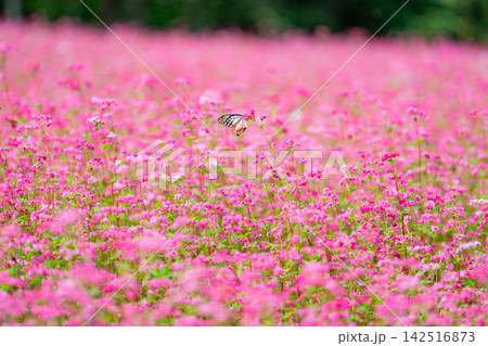 【高嶺ルビー】長野県宮田村の駒ケ岳ガーデンの赤そばの花とアサギマダラ【長野県】 142516873