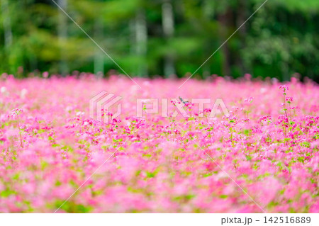 【高嶺ルビー】長野県宮田村の駒ケ岳ガーデンの赤そばの花とアサギマダラ【長野県】 【高嶺ルビー】長野県宮田村の駒ケ岳ガーデンの赤そばの花とアサギマダラ【長野県】 142516889