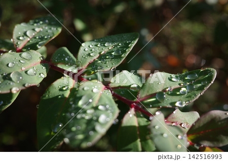 雨上がりの緑の葉に輝く水滴　みずみずしい自然のクローズアップ 142516993