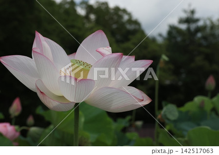 クローズアップ撮影したハスの花 クローズアップ撮影したハスの花 142517063