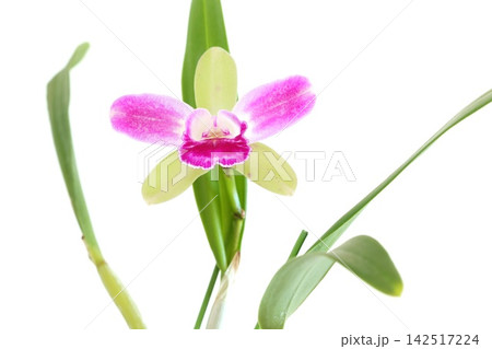 カトレア 黄緑色の花にピンクのクサビ 明るい背景 カトレア 黄緑色の花にピンクのクサビ 明るい背景 142517224