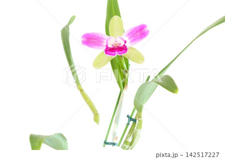 カトレア 黄緑色の花にピンクのクサビ 明るい背景 カトレア 黄緑色の花にピンクのクサビ 明るい背景 142517227