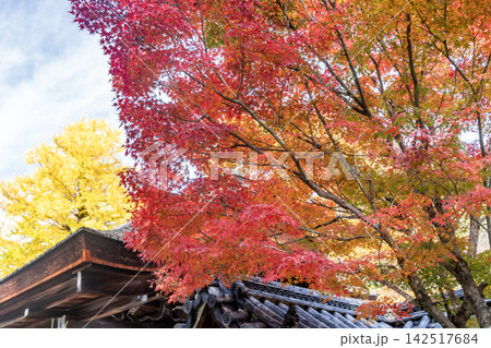 紅葉したモミジと山門 紅葉したモミジと山門 142517684