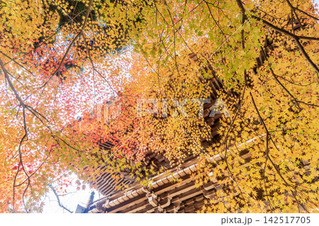 紅葉と鐘楼 紅葉と鐘楼 142517705