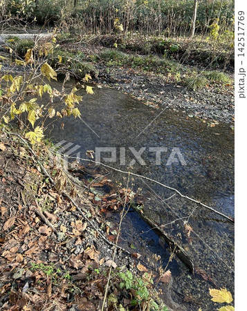 青森県の十和田湖、11月の奥入瀬渓流の澄んだ清流と自生する様々な植物です。 青森県の十和田湖、11月の奥入瀬渓流の澄んだ清流と自生する様々な植物です。 142517769