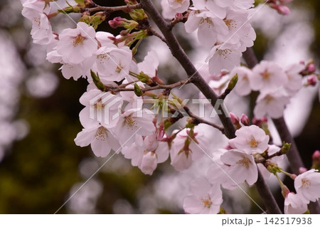 桜 桜 142517938