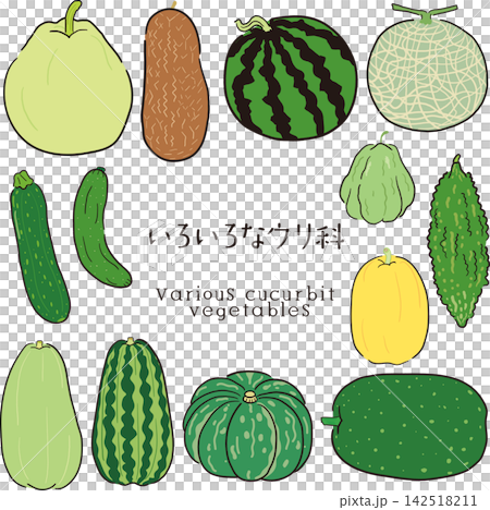 手描き風のウリ科セット 手描き風のウリ科セット 142518211