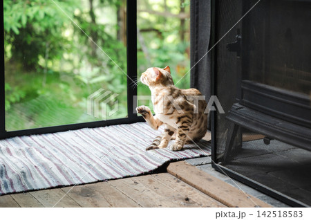 Spotted Bengal cat sitting on a rug by the open glass door of a forest cabin, lifting a paw to groom, with green forest visible outside. A candid pet lifestyle moment of a playful cat in a cozy nature 142518583