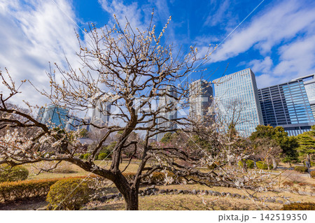 【東京都】大都会の癒し空間 早春の浜離宮恩賜庭園 【東京都】大都会の癒し空間 早春の浜離宮恩賜庭園 142519350