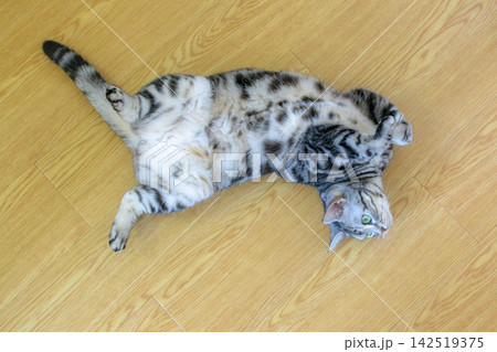 床の上でお腹を見せてリラックスする可愛い猫(ヘソ天) 床の上でお腹を見せてリラックスする可愛い猫(ヘソ天) 142519375