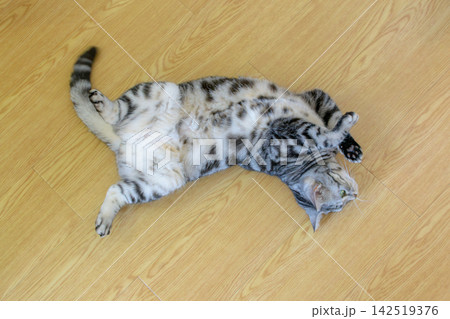 床の上でお腹を見せてリラックスする可愛い猫(ヘソ天) 床の上でお腹を見せてリラックスする可愛い猫(ヘソ天) 142519376