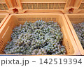収穫されたブドウが入ったコンテナ 142519394