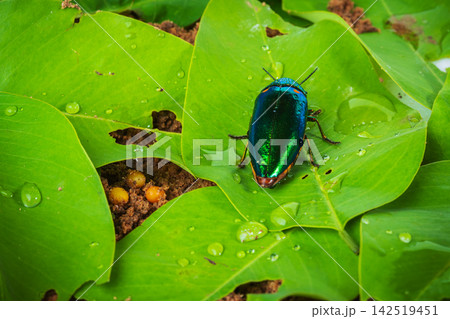 jewel beetle on leaf with water droplets 142519451