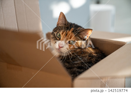Calico cat rests inside favorite cardboard box and calmly watches room from cozy hiding place Calico cat rests inside favorite cardboard box and calmly watches room from cozy hiding place 142519774