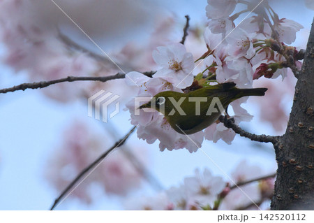 桜の蜜を吸うメジロ 桜の蜜を吸うメジロ 142520112