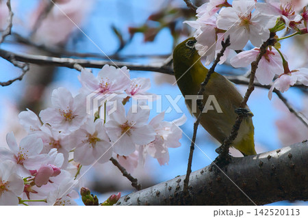 桜の蜜を吸うメジロ 桜の蜜を吸うメジロ 142520113