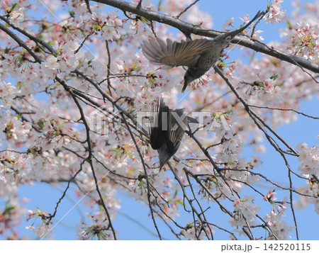 満開の桜でバトルするヒヨドリ 満開の桜でバトルするヒヨドリ 142520115