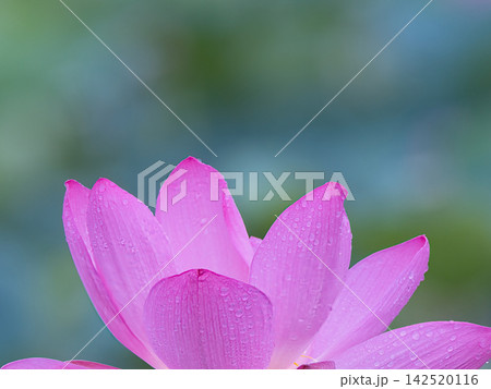 ピンクの蓮の花 142520116