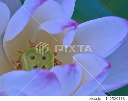 ハスの花托 ハスの花托 142520118