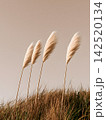 Pampas Grass Plumes Against Neutral Sky 142520134