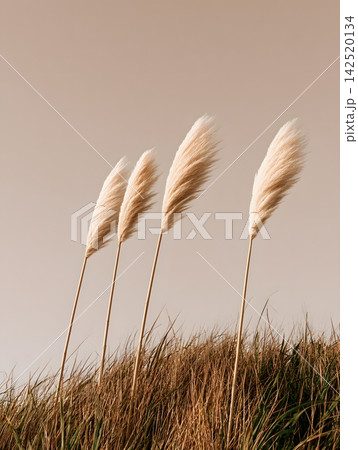 Pampas Grass Plumes Against Neutral Sky 142520134