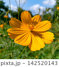 Vibrant Yellow Cosmos Flower 142520143