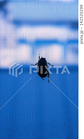ブルートーンのスタイリッシュな網戸にとまる甲虫のシルエットと夜の気配 142520299