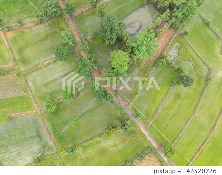Aerial top view of green rice paddies divided by narrow farm roads and trees with an irrigation pond in tropical countryside. Sustainable agriculture and rural food production during growing season. 142520726