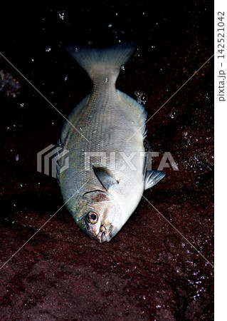 メジナによく似た磯魚のイスズミ メジナによく似た磯魚のイスズミ 142521042