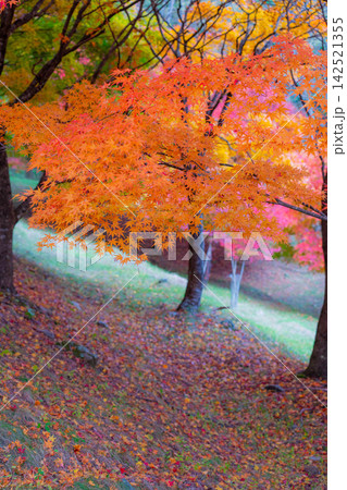 【紅葉素材】箕輪町もみじ湖の紅葉【長野県】 【紅葉素材】箕輪町もみじ湖の紅葉【長野県】 142521355