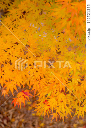 【紅葉素材】箕輪町もみじ湖の紅葉【長野県】 142521356