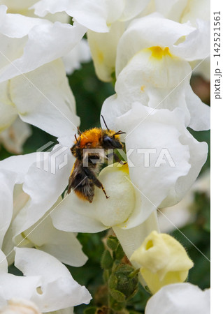 Pollination of a flower Pollination of a flower 142521561