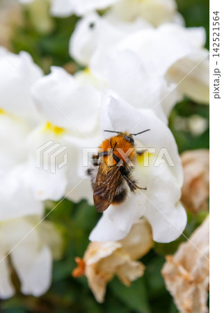 Pollination of a flower Pollination of a flower 142521564