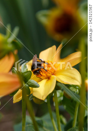 Pollination of a flower  142521567