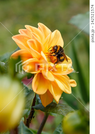 Pollination of a flower Pollination of a flower 142521574