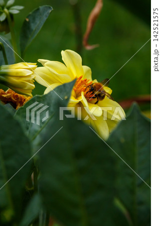 Pollination of a flower Pollination of a flower 142521575