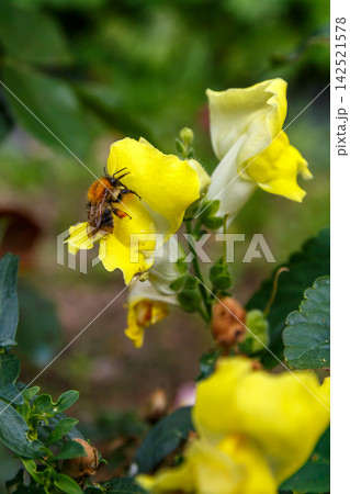 Pollination of a flower Pollination of a flower 142521578
