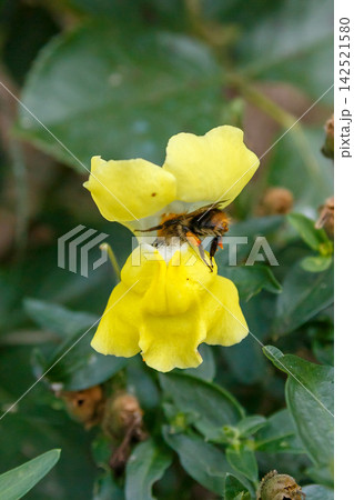 Pollination of a flower Pollination of a flower 142521580