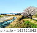 春の青空の下、桜咲く、河川敷に映えるソメイヨシノのサクラの花 142521842