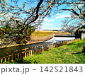 河川敷に咲く桜、ソメイヨシノの下で 142521843
