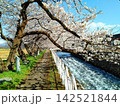 満開の桜と川のほとりの散歩道 142521844