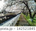 満開の桜と川沿いの整備された散歩道 142521845