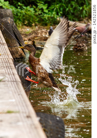 The grace of river ducks The grace of river ducks 142521856